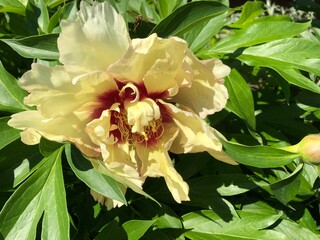 Big yellow peony flower on green leaves background