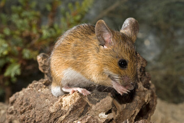 Waldmaus // Wood mouse (Apodemus sylvaticus) - obrazy, fototapety, plakaty