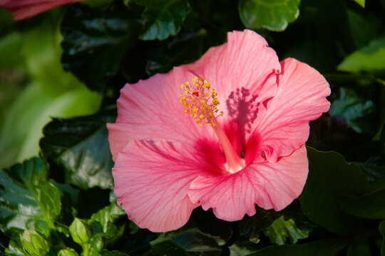 close up of beautiful  pink hibiscus flower