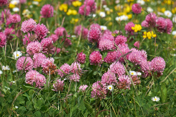 Rotklee; Wiesenklee; Trifolium pratense
