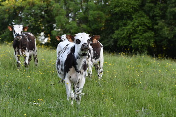 Vache normande