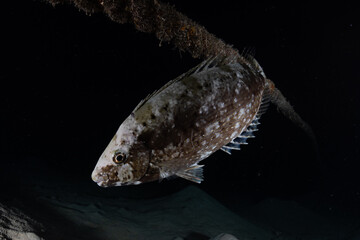 Fish swim in the Red Sea, colorful fish, Eilat Israel
