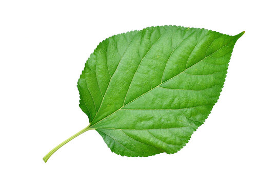 Fresh green mulberry leaf isolated on white background. clipping path.