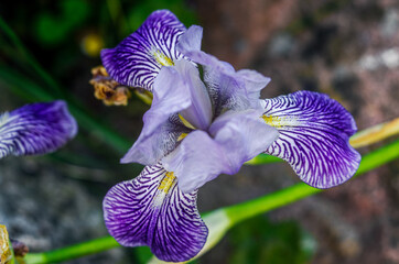 Iris ensata  Midnight Star Iris kaempferii