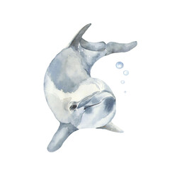 Watercolor original dolphin. Suitable for print, web, textile design, scrapbooking and other creative ideas.