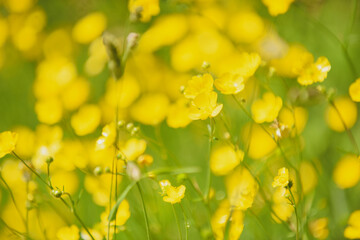 Summer field with wild flowers growing in the the background