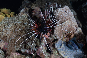 Lionfish in the Red Sea colorful fish, Eilat Israel
