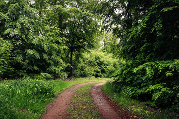 Fototapeta na wymiar winding path in the forest
