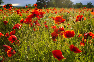Obraz premium field of red poppies