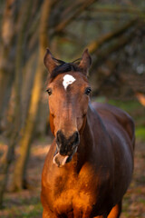 Funny bay horse making funny face in forest