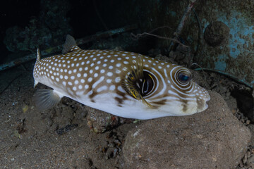 Obraz premium Fish swim in the Red Sea, colorful fish, Eilat Israel 