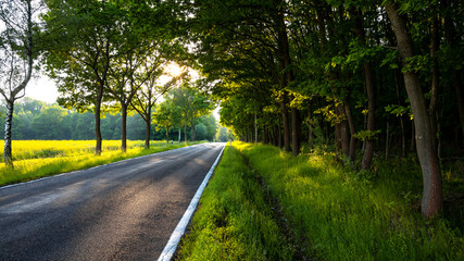 road through the forest