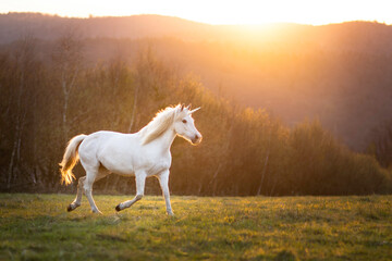 Beautiful arabian mare horse unicorn running free on meadow during sunset - obrazy, fototapety, plakaty