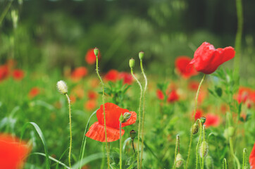 Background of a summer field of red blooming poppies close up on a windy day. Top view of red poppy. Natural backgrounds and textures. 