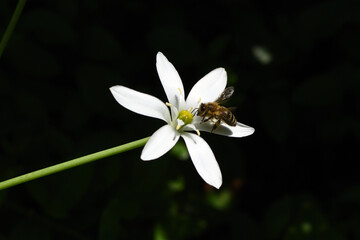 bee on white flower with black background