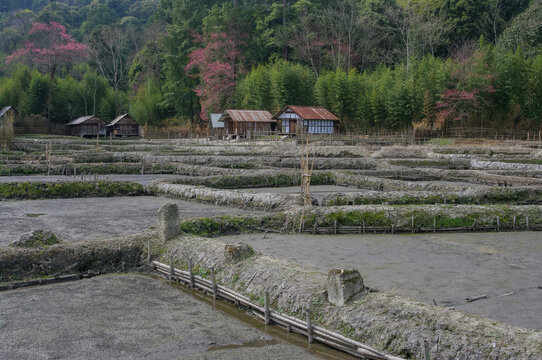 Scenic landscape view of Apatani tribe rice fields cum fish farms in spring with forest background and pink blooming trees , Ziro, Arunachal Pradesh, India