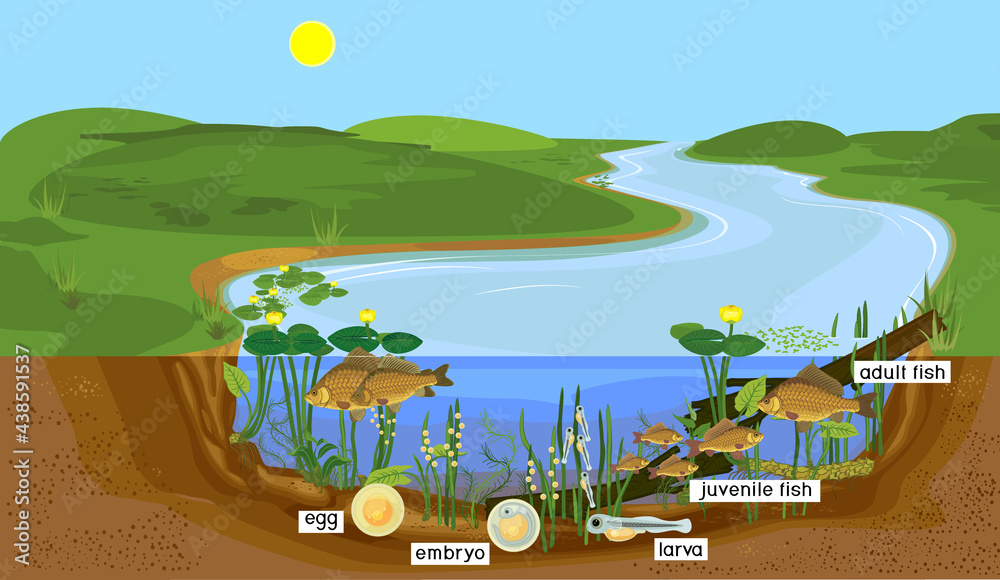 Wall mural ecosystem of pond and fish life cycle. sequence of stages of development of crucian carp (carassius)