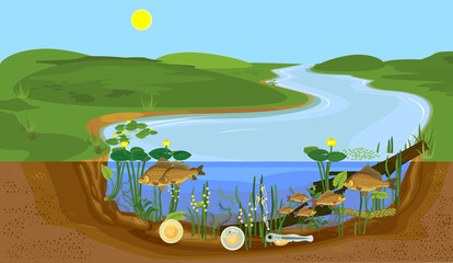 Ecosystem of pond and fish life cycle. Sequence of stages of development of Crucian carp (Carassius) freshwater fish from egg to adult animal in natural habitat