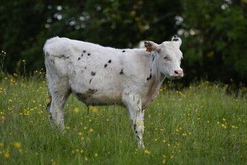 Vache normande