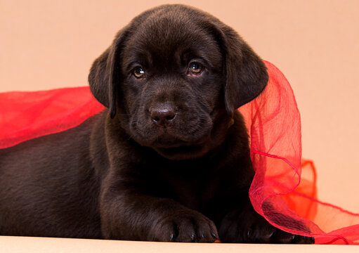 puppy lies in a red blanket on a beige background