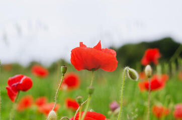 Background of a summer field of red blooming poppies close up on a windy day. Top view of red poppy. Natural backgrounds and textures. 