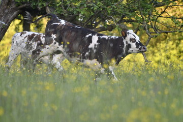 Vache normande