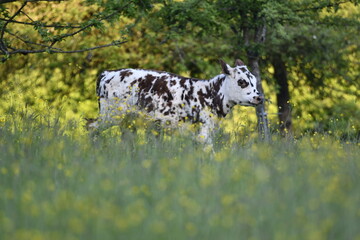 Vache normande