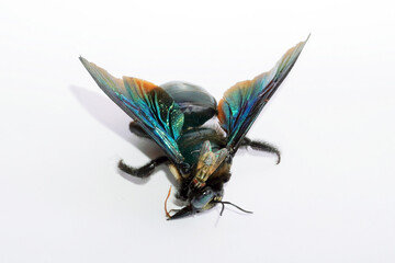 flies eating large bee carcass     