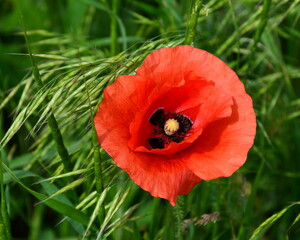 A red wild poppy flower among the field grasses.