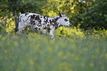 Vache normande