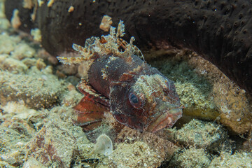 Fish swim in the Red Sea, colorful fish, Eilat Israel
