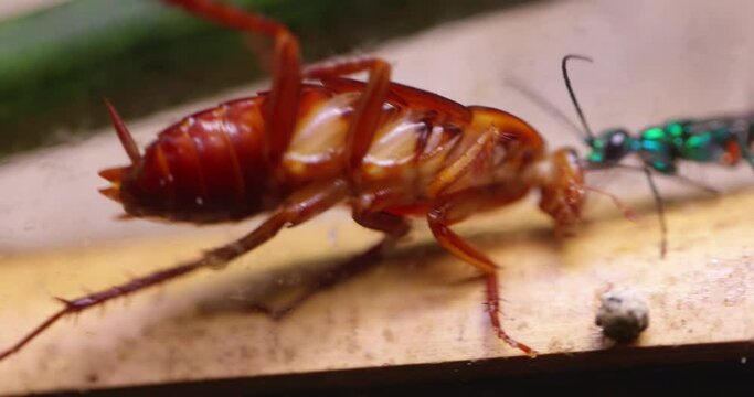 Wasp hunting down cockroach for reproduction