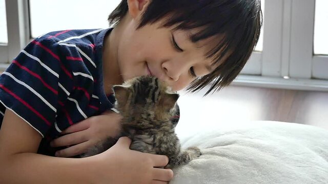 Cute Asian Child Playing With Short Hair Kitten