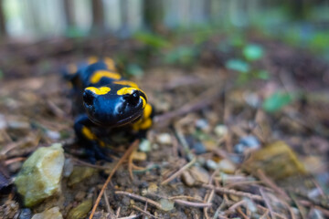 little dear fire salamander looks into the camera