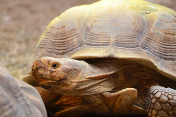 Close-up of a large turtle with a large shell.