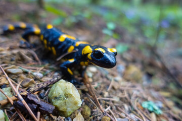 little fire salamander sits near a stone on needles from the tree