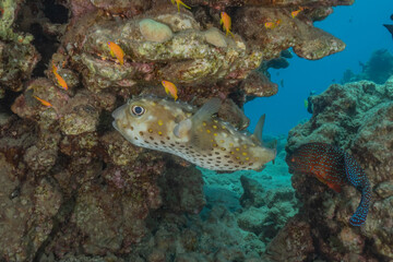 Fish swim in the Red Sea, colorful fish, Eilat Israel

