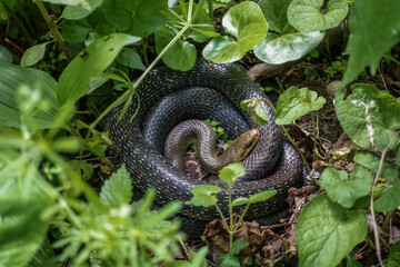 little snake lies curled up between green plants in the sun