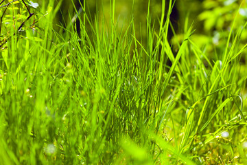 Forest grass background . Green vegetation in the summer