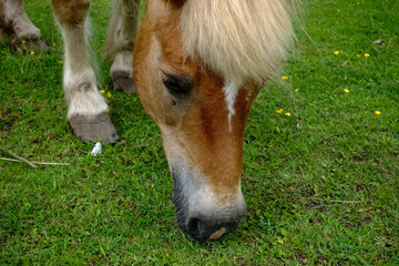 Naklejka na ściany i meble little brown horse eats on a green meadow