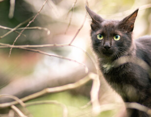 Cat in its natural habitat, sitting on a tree branch, looking through leafless branches close up photograph,