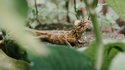 Brown garden lizard crawling on the ground searching for a suitable place for burying its eggs,