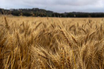 Close-up of wheat plants with a mountain in the background
