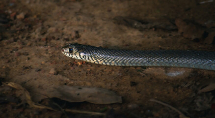 Rat snake on the ground close up headshot.