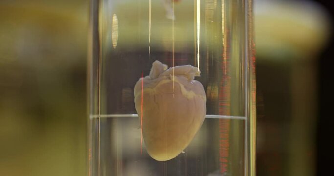 Small Heart preserved in formaldehyde closeup