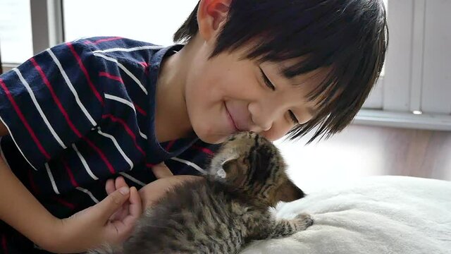 Cute Asian Child Playing With Short Hair Kitten