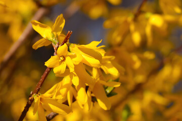 Obraz premium Bright yellow blooming forsythia in the park.