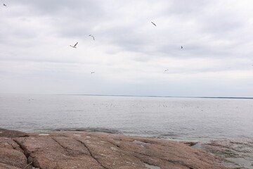 seagulls on the sea