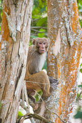 Assamese Macaque sits in the rainforest looking out for predators in Kaziranga, India