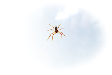 Kleine helle Spinne an einer Fensterscheibe vor hellem Himmel Hintergrund. Itsy bitsy Spider. Faszinierende Spinne mit weit ausgebreiteten Armen und Beinen. Chilling spidy.